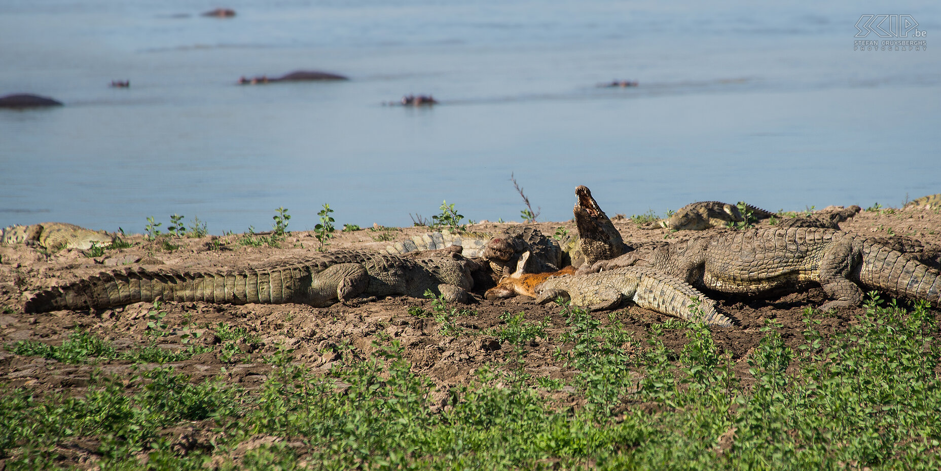 South Luangwa - Crocodiles with killed puku During our second game drive in South Luangwa in Zambia we witnessed some extraordinary and unique action. By the riverbanks, we came across a group of crocodiles feasting on an adult male puku (antelope). It seemed the puku had been killed by a leopard during the night, but the leopard had delayed dragging its prey into the bushes. The crocodiles, with their keen sense of smell, had taken over the kill. Watching them tear off and swallow chunks of flesh, twisting their bodies to rip off large pieces of meat, was truly impressive. Stefan Cruysberghs